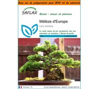 SAFLAX Garden in the bag - Mélèze d'Europe - 75 graines - Larix