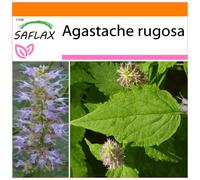 SAFLAX - Garden in the bag - Menthe de Corée - 1200 graines - Avec substrat de culture dans un sac pratique à montage automatique - Agastache rugosa