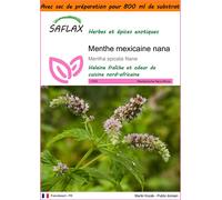 SAFLAX Garden in the bag - Menthe mexicaine nana - 500 graines - Mentha