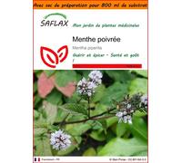 SAFLAX Garden in the bag - Menthe poivrée - 300 graines - Mentha