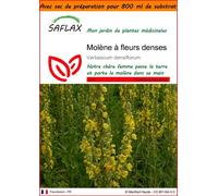 SAFLAX Garden in the bag - Molène à fleurs denses - 500 graines - Verbascum