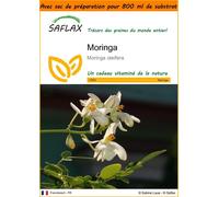 SAFLAX Garden in the bag - Moringa - 10 graines - Moringa