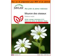 SAFLAX Garden in the bag - Mouron des oiseaux - 1000 graines - Stellaria