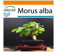 SAFLAX - Garden in the bag - Mûrier blanc - 200 graines - Avec substrat de culture dans un sac pratique à montage automatique - Morus alba