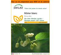 SAFLAX Garden in the bag - Mûrier blanc - 200 graines - Morus