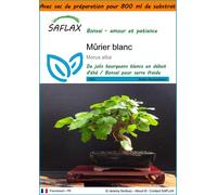 SAFLAX Garden in the bag - Mûrier blanc - 200 graines - Morus