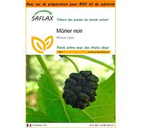 SAFLAX Garden in the bag - Mûrier noir - 200 graines - Morus