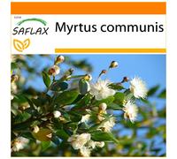 SAFLAX - Garden in the bag - Myrte commun - 30 graines - Avec substrat de culture dans un sac pratique à montage automatique - Myrtus communis
