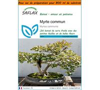 SAFLAX Garden in the bag - Myrte commun - 30 graines - Myrtus
