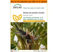 SAFLAX Garden in the bag - Oiseau de paradis (nicolai) - 5 graines - Strelitzia