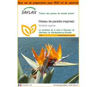 SAFLAX Garden in the bag - Oiseau de paradis (reginae) - 5 graines - Strelitzia