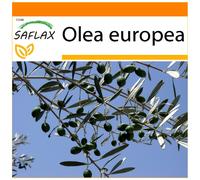 SAFLAX - Garden in the bag - Olivier - 20 graines - Avec substrat de culture dans un sac pratique à montage automatique - Olea europea