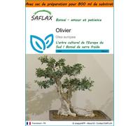 SAFLAX Garden in the bag - Olivier - 20 graines - Olea