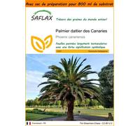 SAFLAX Garden in the bag - Palmier dattier des Canaries - 10 graines - Phoenix