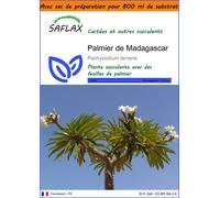 SAFLAX Garden in the bag - Palmier de Madagascar - 10 graines - Pachypodium