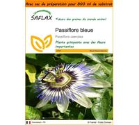SAFLAX Garden in the bag - Passiflore bleue - 25 graines - Passiflora