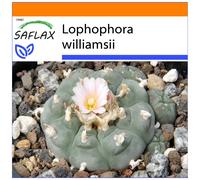 SAFLAX - Garden in the bag - Peyotl - 20 graines - Avec substrat de culture dans un sac pratique à montage automatique - Lophophora williamsii