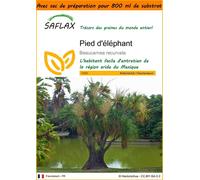 SAFLAX Garden in the bag - Pied d'éléphant - 10 graines - Beaucarnea