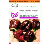 SAFLAX Garden in the bag - Piment habanero chocolat - 10 graines - Capsicum