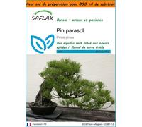 SAFLAX Garden in the bag - Pin parasol - 6 graines - Pinus