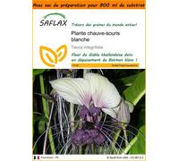 SAFLAX Garden in the bag - Plante chauve-souris blanche - 10 graines - Tacca