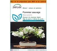 SAFLAX Garden in the bag - Pommier sauvage - 30 graines - Malus