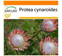 SAFLAX - Garden in the bag - Protée royale - 5 graines - Avec substrat de culture dans un sac pratique à montage automatique - Protea cynaroides