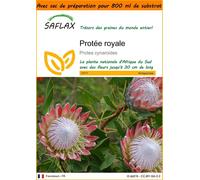 SAFLAX Garden in the bag - Protée royale - 5 graines - Protea