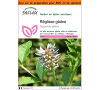 SAFLAX Garden in the bag - Réglisse glabre - 30 graines - Glycyrrhiza