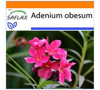 SAFLAX - Garden in the bag - Rose du désert - 8 graines - Avec substrat de culture dans un sac pratique à montage automatique - Adenium obesum
