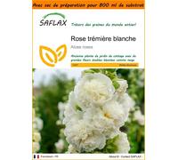 SAFLAX Garden in the bag - Rose trémière blanche - 100 graines - Alcea