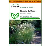 SAFLAX Garden in the bag - Roseau de Chine - 200 graines - Miscanthus