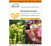 SAFLAX Garden in the bag - Sarracénie pourpre - 10 graines - Sarracenia