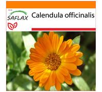 SAFLAX - Garden in the bag - Souci - 50 graines - Avec substrat de culture dans un sac pratique à montage automatique - Calendula officinalis