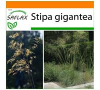 SAFLAX - Garden in the bag - Stipa géante - 10 graines - Avec substrat de culture dans un sac pratique à montage automatique - Stipa gigantea