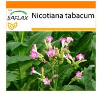 SAFLAX - Garden in the bag - Tabac - 250 graines - Avec substrat de culture dans un sac pratique à montage automatique - Nicotiana tabacum