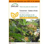 SAFLAX Garden in the bag - Tamarinier - Dattier d'Inde - 4 graines - Tamarindus