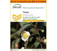 SAFLAX Garden in the bag - Théier - 6 graines - Camellia