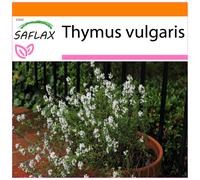 SAFLAX - Garden in the bag - Thym commun - 200 graines - Avec substrat de culture dans un sac pratique à montage automatique - Thymus vulgaris