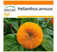 SAFLAX - Garden in the bag - Tournesol nain - 40 graines - Avec substrat de culture dans un sac pratique à montage automatique - Helianthus annuus