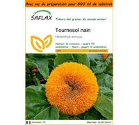 SAFLAX Garden in the bag - Tournesol nain - 40 graines - Helianthus