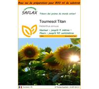 SAFLAX Garden in the bag - Tournesol Titan - 20 graines - Helianthus