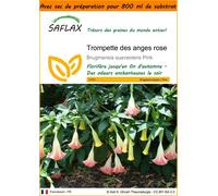 SAFLAX Garden in the bag - Trompette des anges rose - 10 graines - Brugmansia