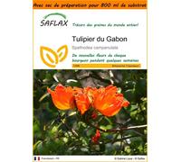 SAFLAX Garden in the bag - Tulipier du Gabon - 30 graines - Spathodea