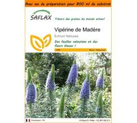 SAFLAX Garden in the bag - Vipérine de Madère - 100 graines - Echium