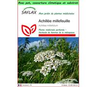SAFLAX Garden to go - Achillée millefeuille - 200 graines - Achillea