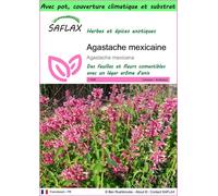 SAFLAX Garden to go - Agastache mexicaine - 50 graines - Agastache