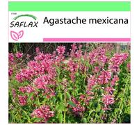 SAFLAX - Garden to go - Agastache mexicaine - 50 graines - Avec pot, couvercle climatique et substrat de culture - Agastache mexicana