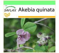 SAFLAX - Garden to go - Akébie à cinq feuilles - 10 graines - Avec pot, couvercle climatique et substrat de culture - Akebia quinata