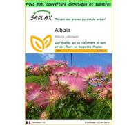 SAFLAX Garden to go - Albizia - 50 graines - Albizia